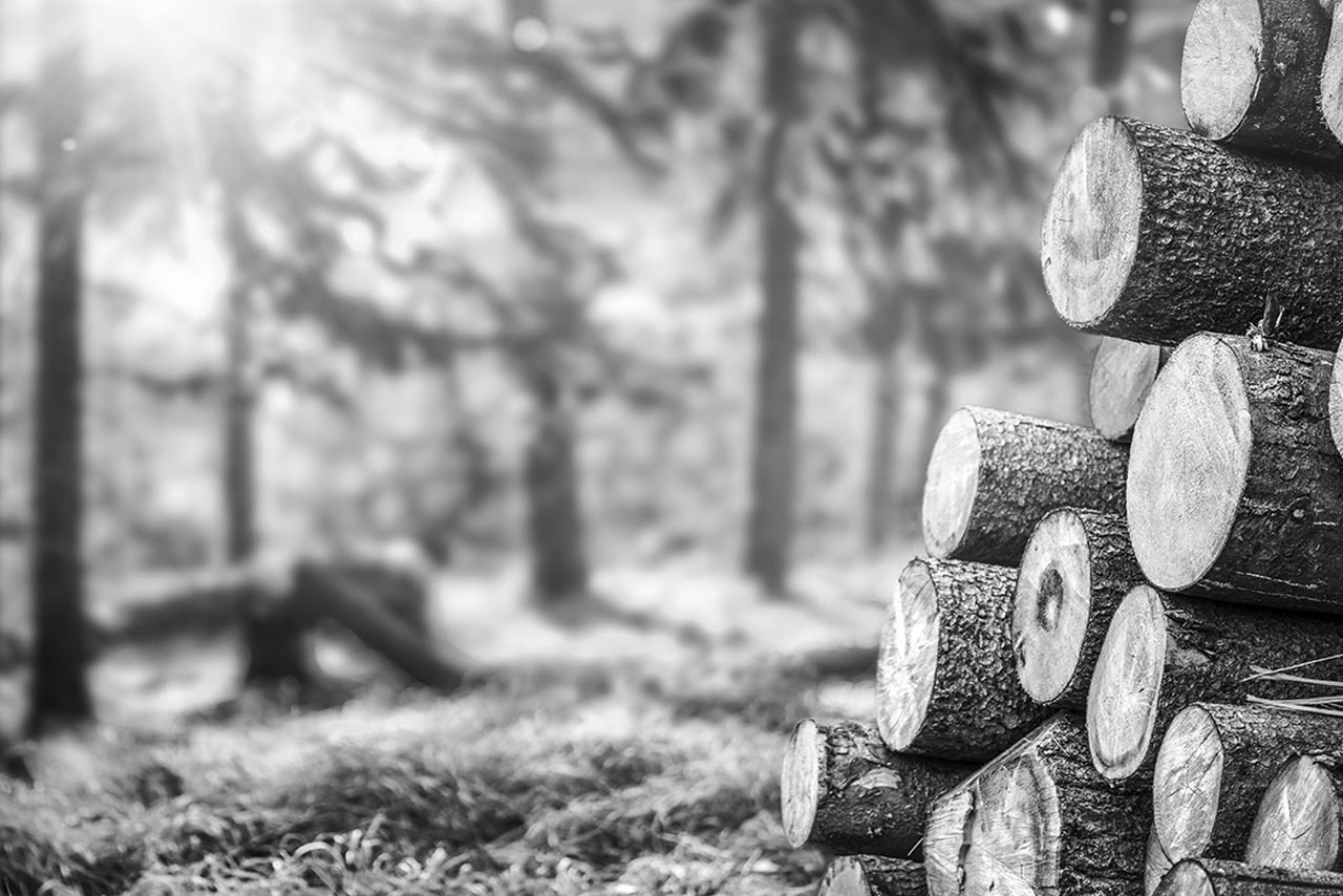 Fichten- und Kiefern-Stammware Fichten- und Kiefern-Stammware