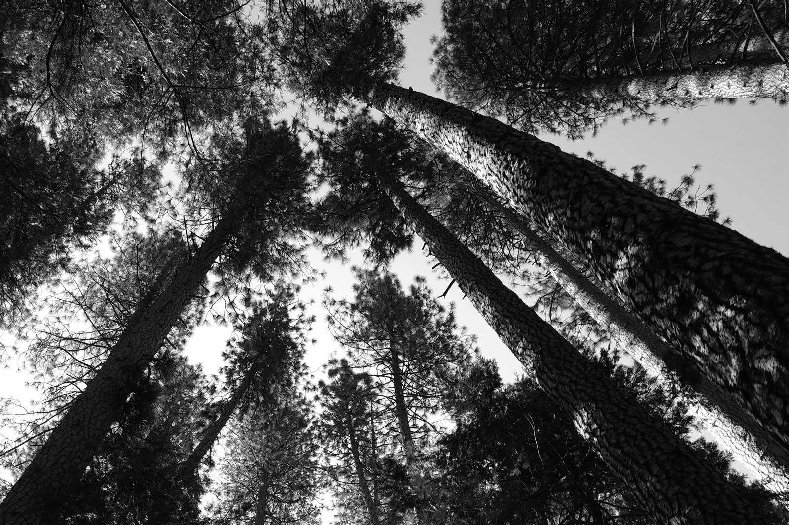 Dark Red Merantii Dark Red Merantii